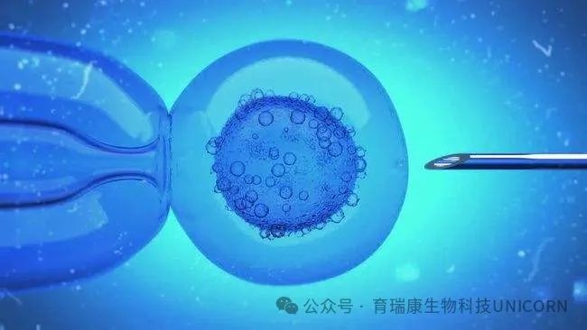 干细胞回输效果为何截然不同？有人无感，有人却精力满满、疲劳全消！