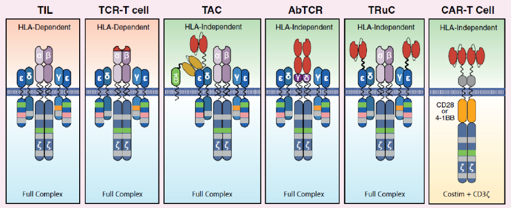 TCR-T：破开实体瘤“铜墙铁壁”的特洛伊木马